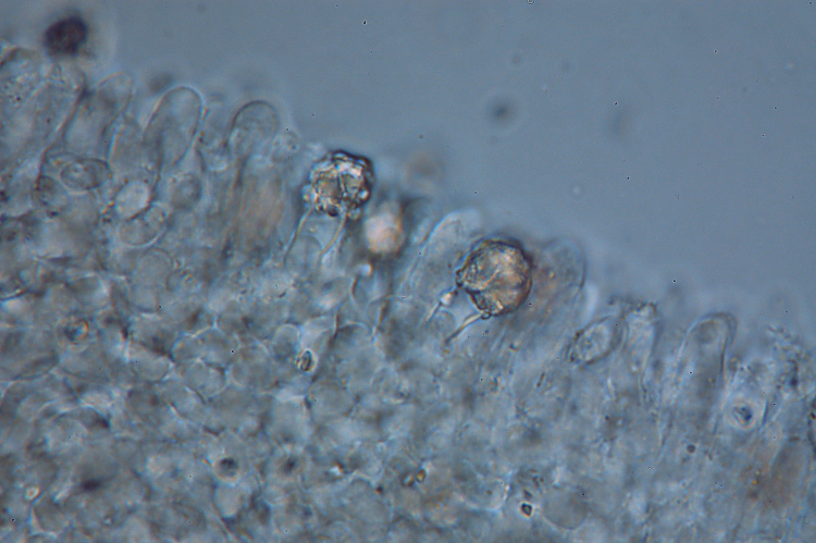 Schizopora sp.?? (Oxyporus corticola)